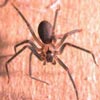 Brown Recluse